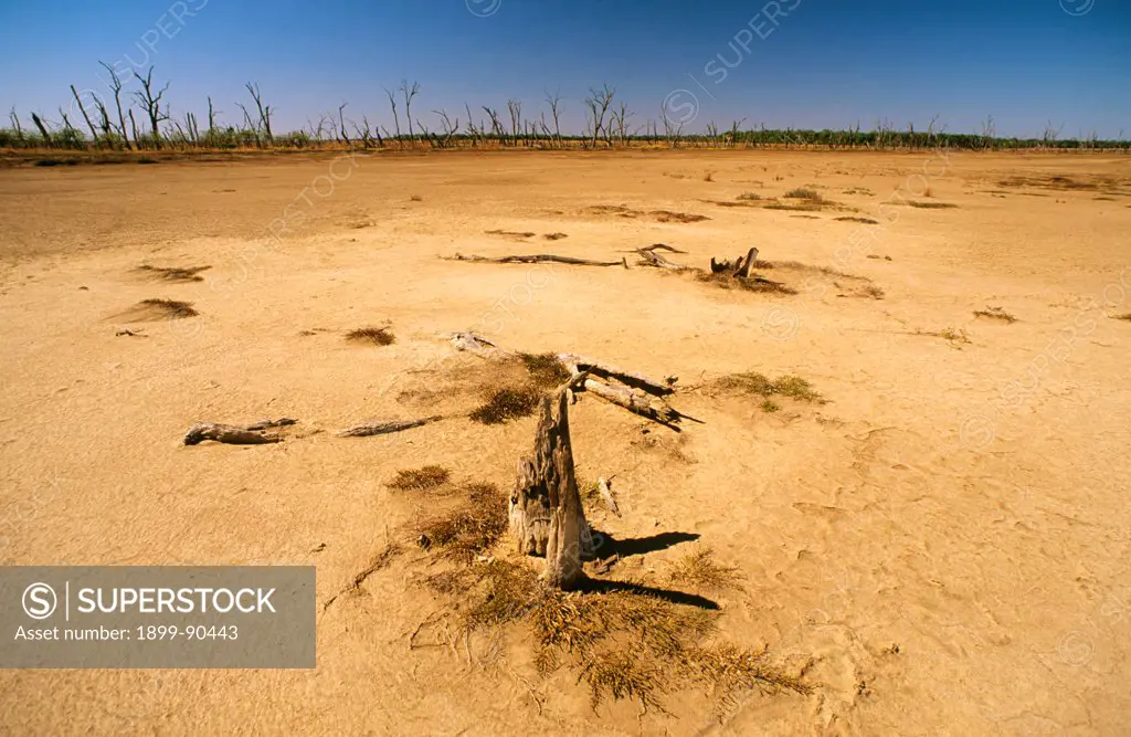 Salinity-killed trees in former savannah rangelands, Gulf of Carpentaria, Queensland, Australia. 01/11/2002