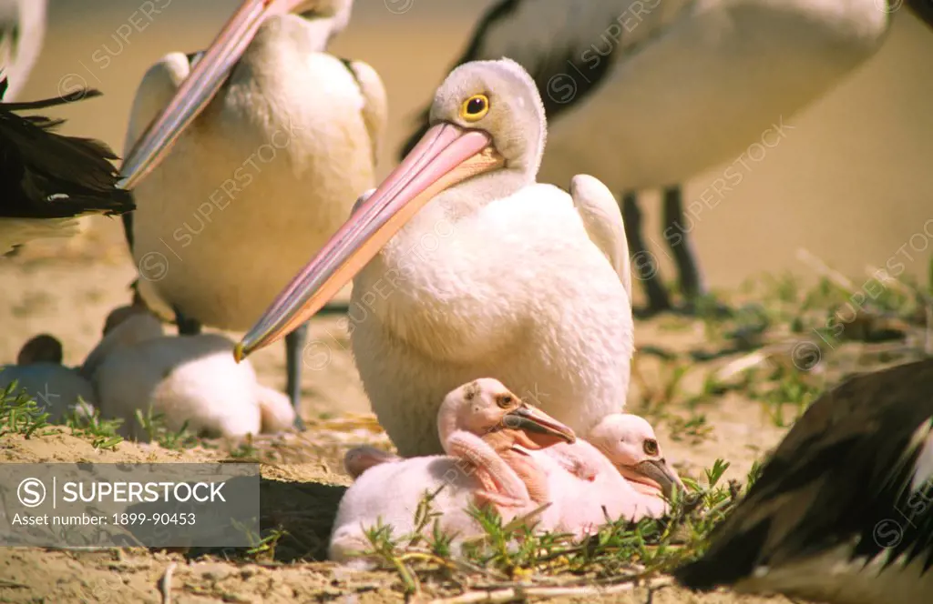 Australian pelican (Pelecanus conspicillatus), tending its chicks in the rookery at the mouth of the Smithburn River, a major pelican rookery and roost of migratory shorebirds in season, Pelican (Austin) Island, Smithburn River, SE Gulf of Carpentaria, Queensland, Australia. 01/11/2002