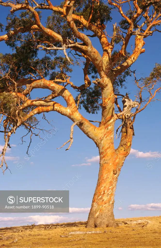 Yellow box (Eucalyptus melliodora), isolated tree, Smeaton, of Karadoc Swamp, Murray Valley, Victoria, Australia. 01/11/2002