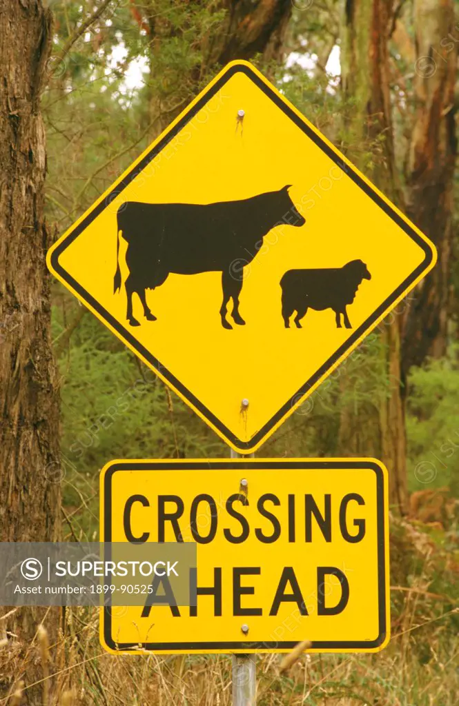 Road sign with cow and sheep indicating Crossing Ahead, Port Campbell National Park, Victoria, Australia. 01/11/2004