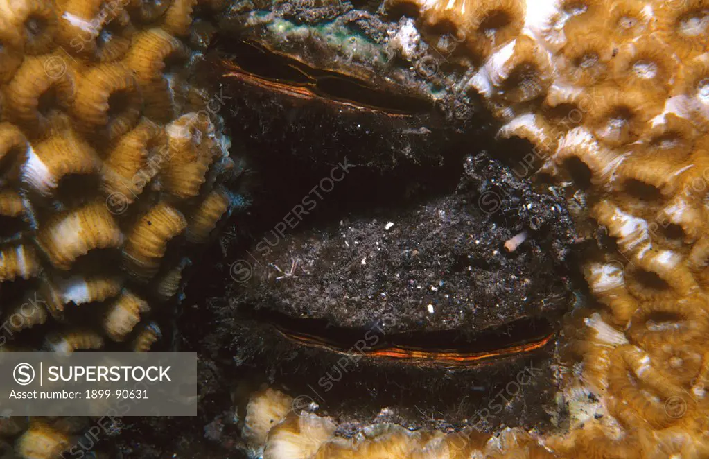 Philippine horse mussels (Modiolus philippinarum), two, living embedded in a crevice in a colony of living coral. Tulamben, Bali, Indonesia. 06/06/2003