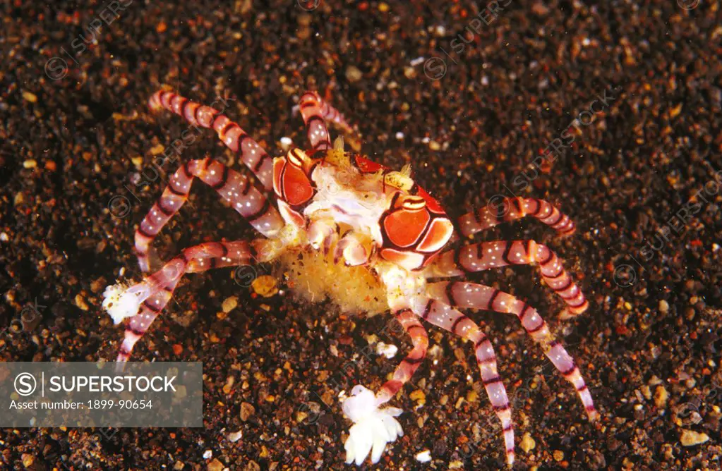 Boxer crab (Lybia tessellata), female with a clutch of  eggs under her abdomen. She carries a small stinging anemone in each of her pincers to defend herself with, and to immobilise prey. The crab cannot feed itself with its claws and uses the anemones' tentacles to collect food particles that it then takes using its maxillipeds or appendages modified to act as mouthparts. About 2.5 cm across.  Tulamben, Bali, Indonesia. 06/06/2004
