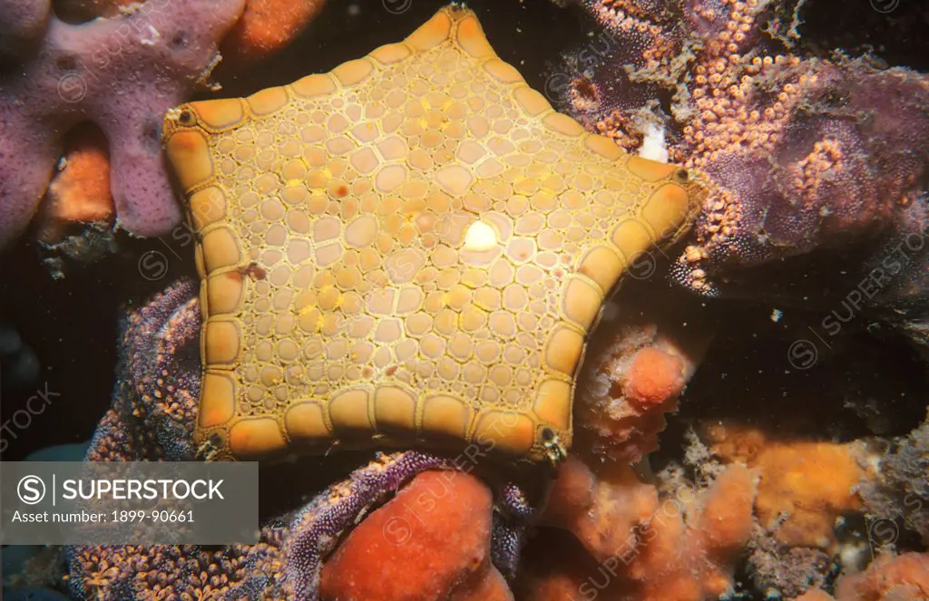 Southern biscuit star (Tosia australis), feeding on encrusting invertebrates. Edithburgh, Yorke Peninsula, South Australia. 06/06/2004