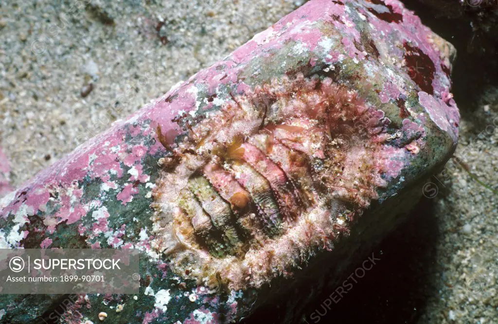 Carnivorous chiton (Loricella angasi), that traps amphipods to eat using the enlarged anterior girdle flap (right). To 90 mm long. Kangaroo Island, South Australia. 06/06/2004