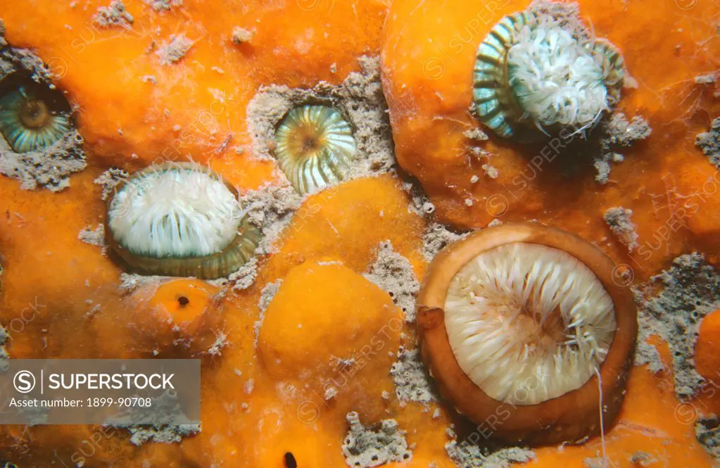 White-striped anemones (Anthothoe albocincta), group, partly closed, showing the colour pattern on the column. Kangaroo Island, South Australia. 06/06/2004