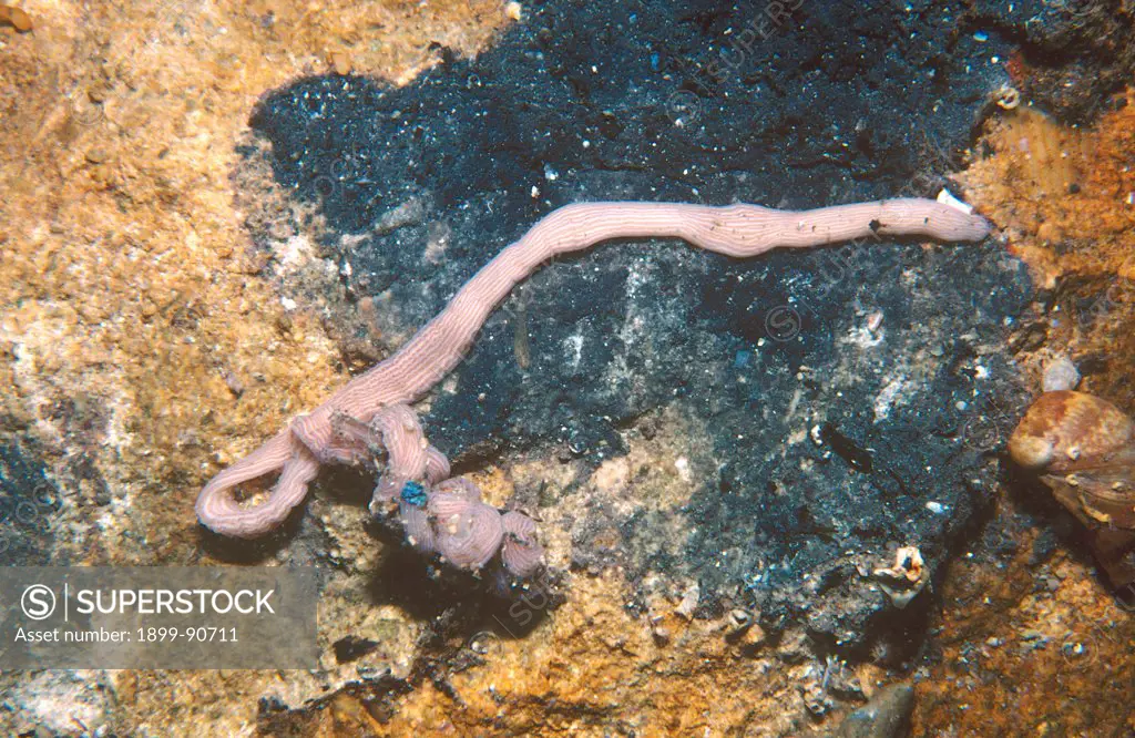 Ribbon worm (Baseodiscus delineatus), under a rock. Usually 8 cm long.  Kangaroo Island, South Australia. 06/06/2004