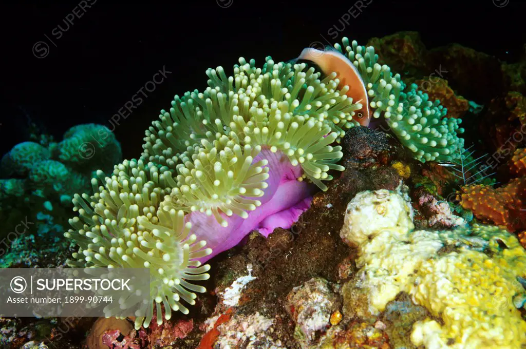 Pink anemonefish  (Amphiprion perideraion), tending a clutch of eggs laid under the edge of their host Magnificent sea anemone (Heteractis magnifica). Tulamben, Bali, Indonesia. 06/06/2004