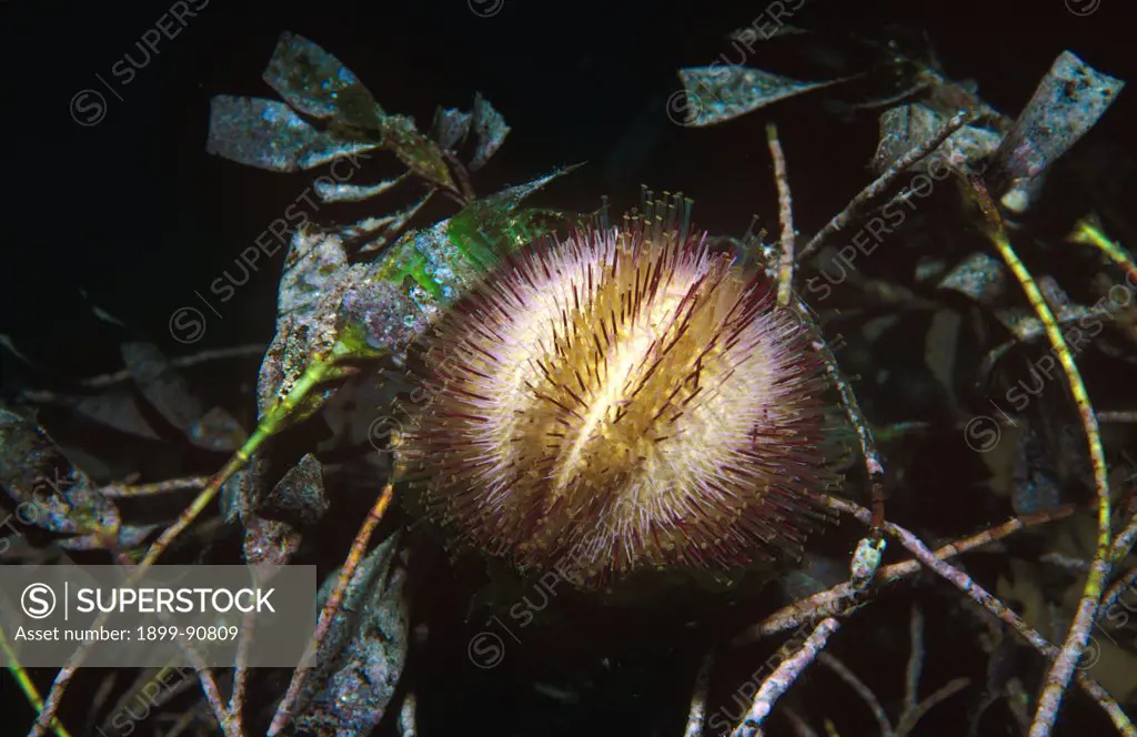 Sea urchin (Holopneustes inflatus), on seagrass Amphibolis antarctica. Edithburgh, Yorke Peninsula, South Australia. 06/06/2004