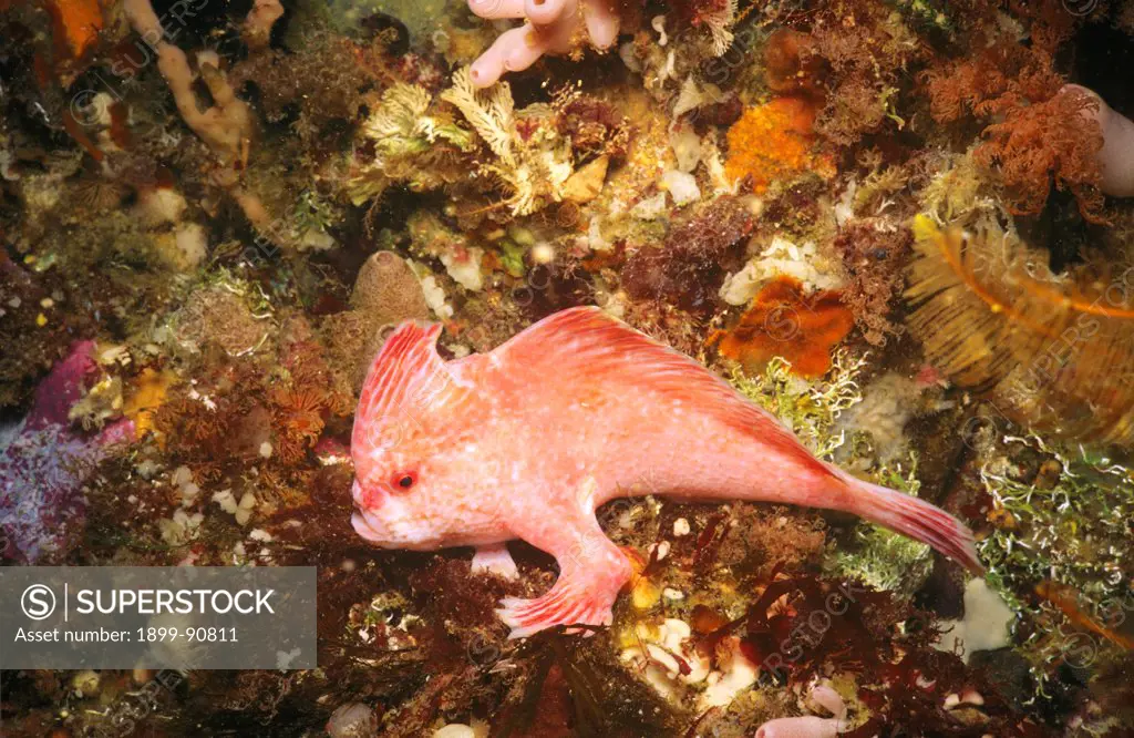 Pink handfish (Brachiopsilus dianthus), grows up to 10 cm long, a very rare species known only from southeastern Tasmania. Southeastern Tasmania, Australia. 06/06/2004