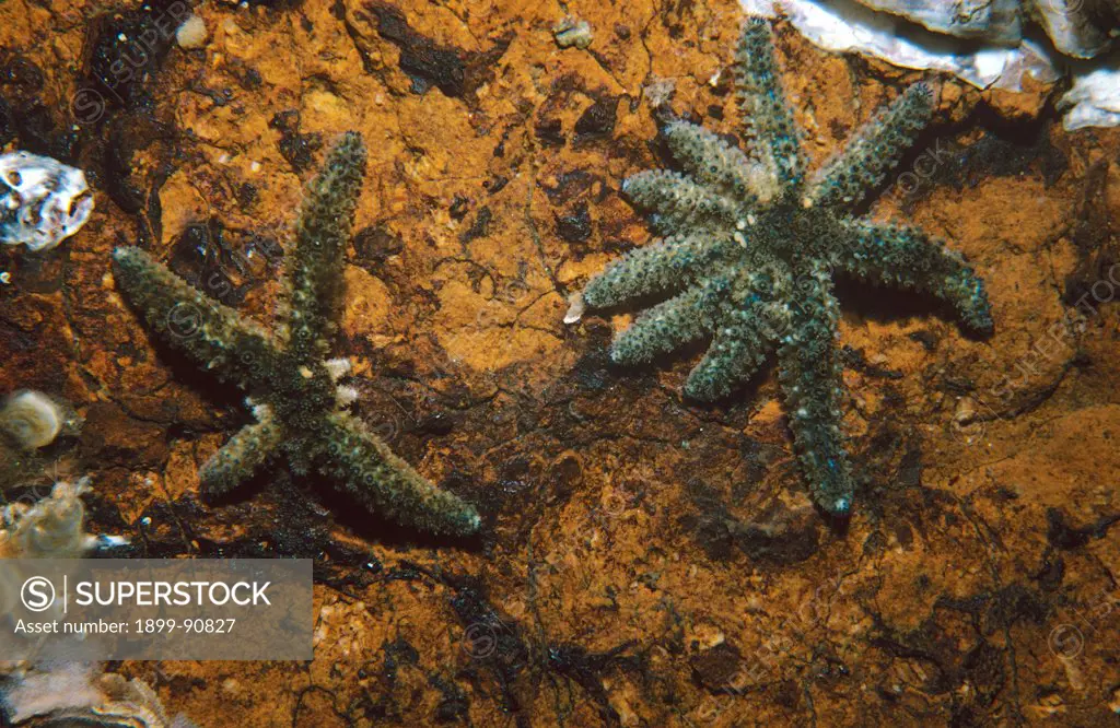 Eleven-armed seastars (Coscinasterias muricata), two juvenile specimens, one of which has lost several arms and is regenerating them. Portobello, South Island, New Zealand. 06/06/2004