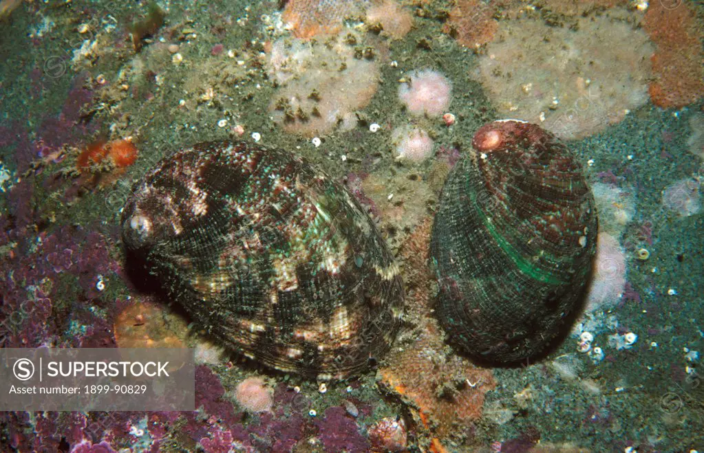 Virgin paua (Abalone) (Haliotis virginea), two of this small non-commercial species. Porirua, North Island, New Zealand. 06/06/2004