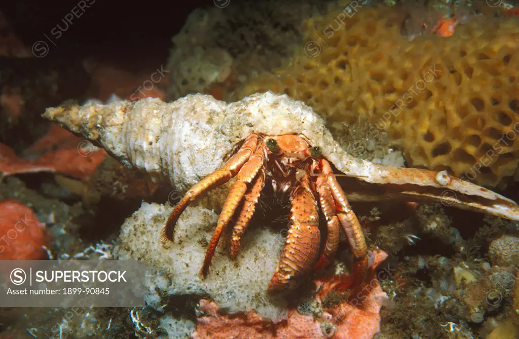 Hermit crab (Dardanus arrosor), on reef. Green Cape, New South Wales, Australia. 06/06/2004