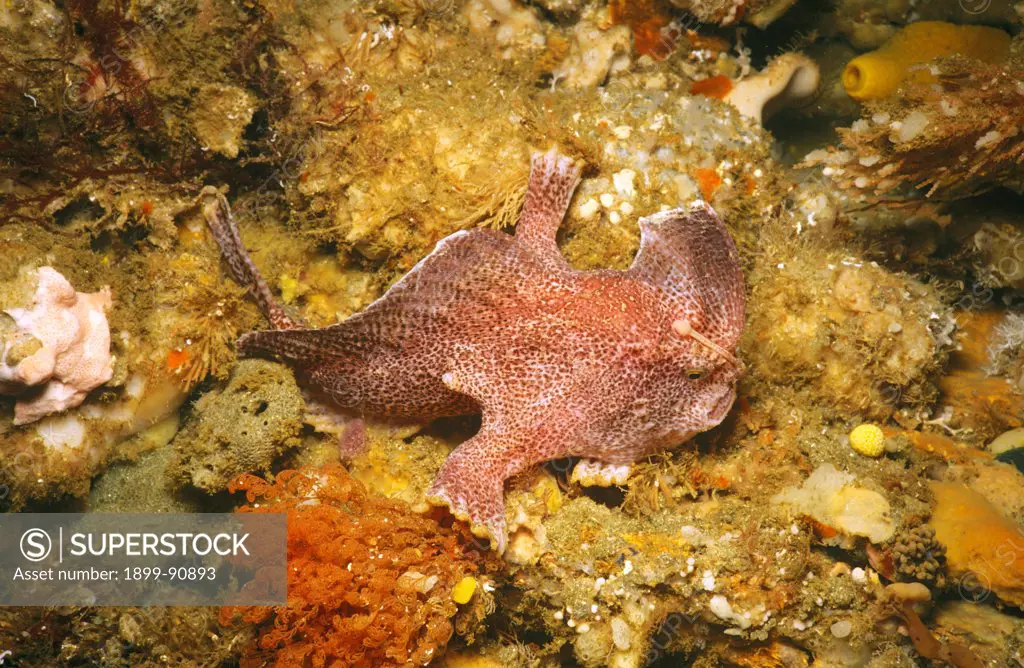 Ziebell's handfish (Brachionichthyssp.), hunting for worms and small crustaceans on a rock ledge. This very rare, undescribed species is found only in southeastern Tasmania. Tasmania, Australia. 06/06/2011
