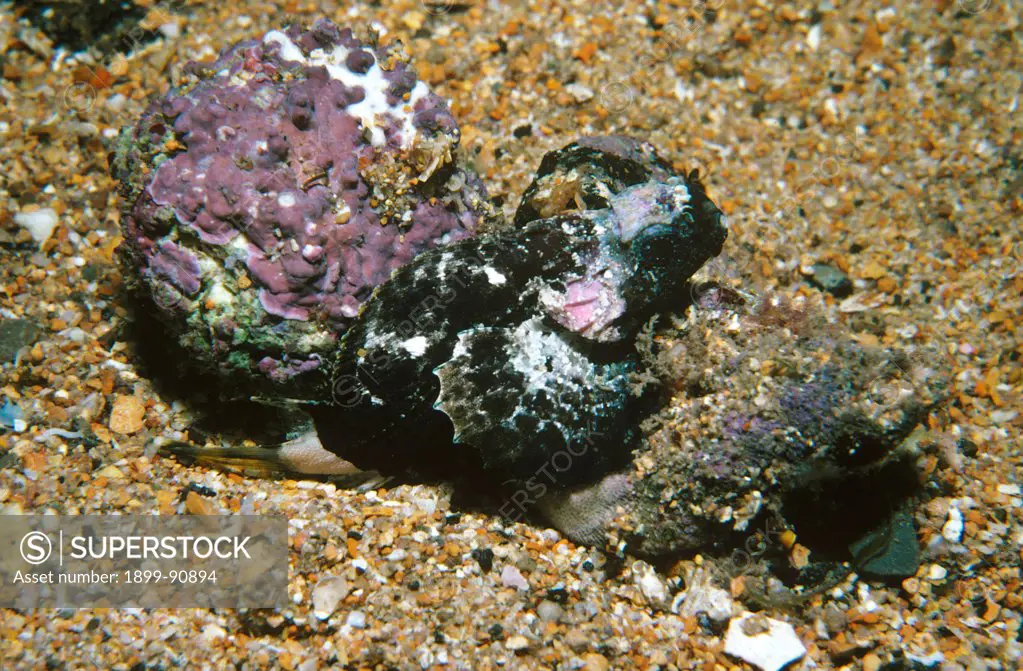 Goblinfish (Glyptauchen panduratus), hiding amongst stones to ambush prey. Edithburgh, South Australia. 06/06/2011
