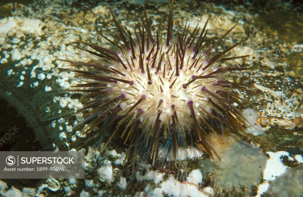 Purple sea urchin (Heliocidaris erythrogramma), on reef. This species is collected commercially by divers for its roe. Fortescue Bay, Tasmania, Australia. 06/06/2011