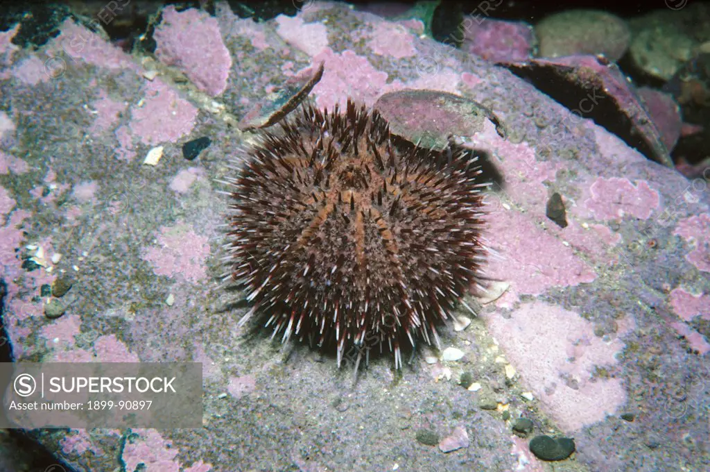 Sea urchin (Pseudechinus albocinctus), Queen Charlotte Sound, South Island, New Zealand. 06/06/2011