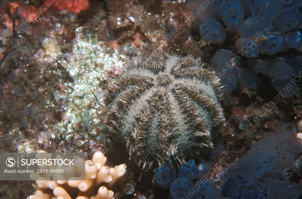 Sea urchin (Amblypneustes pachistus), Port Victoria Jetty, South Australia. 06/06/2011