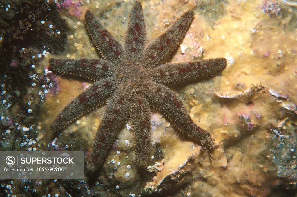 Seastar (Allostichaster polyplax), an eight-armed seastar that splits in half to reproduce, each half then regenerating to form a complete seastar a rare method of reproduction. Encounter Bay, South Australia. 06/06/2011