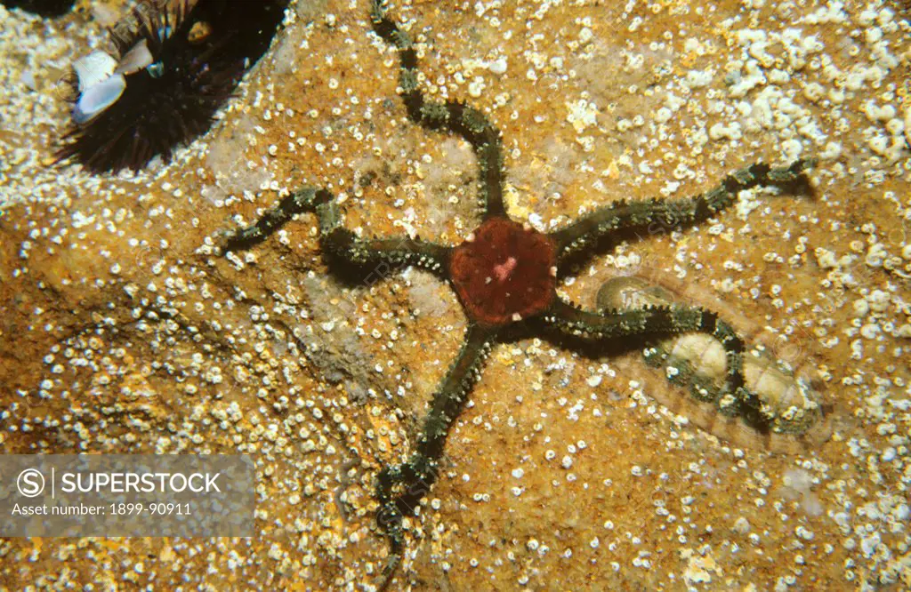 Brittlestar (Ophiomyxa australis), under a rock. Sydney, New South Wales, Australia. 06/06/2011