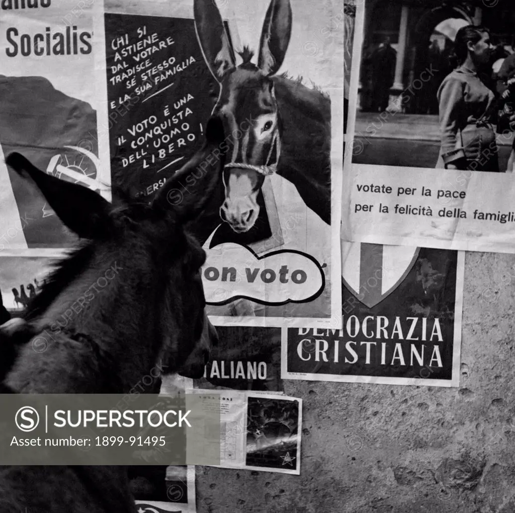 A donkey observing an election poster depicting a donkey like himself saying 'The vote is a conquest made by free people'. Italy, 1951