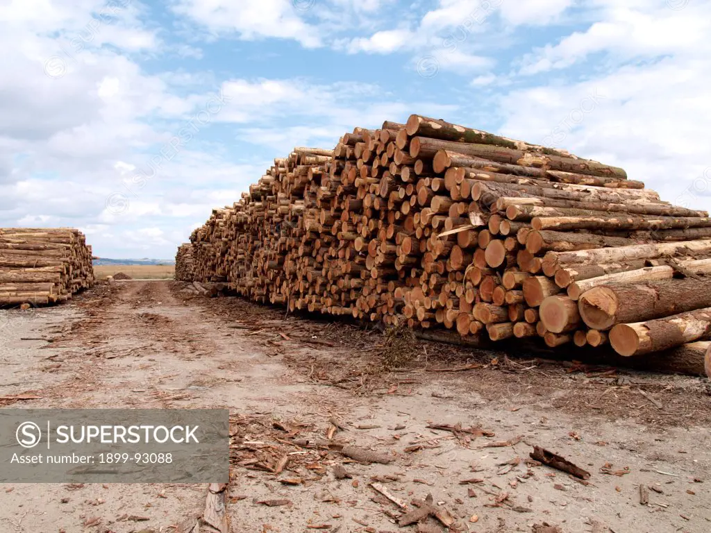 logs stacked ready for transportation, UK.