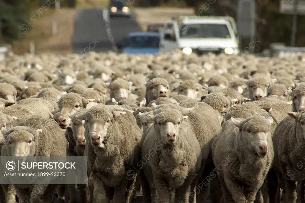 Traffic jam, Tasmanian style, as sheep are herded along a main road bridge, Esk River, Eastern Tasmania, Australia,2/14/2011