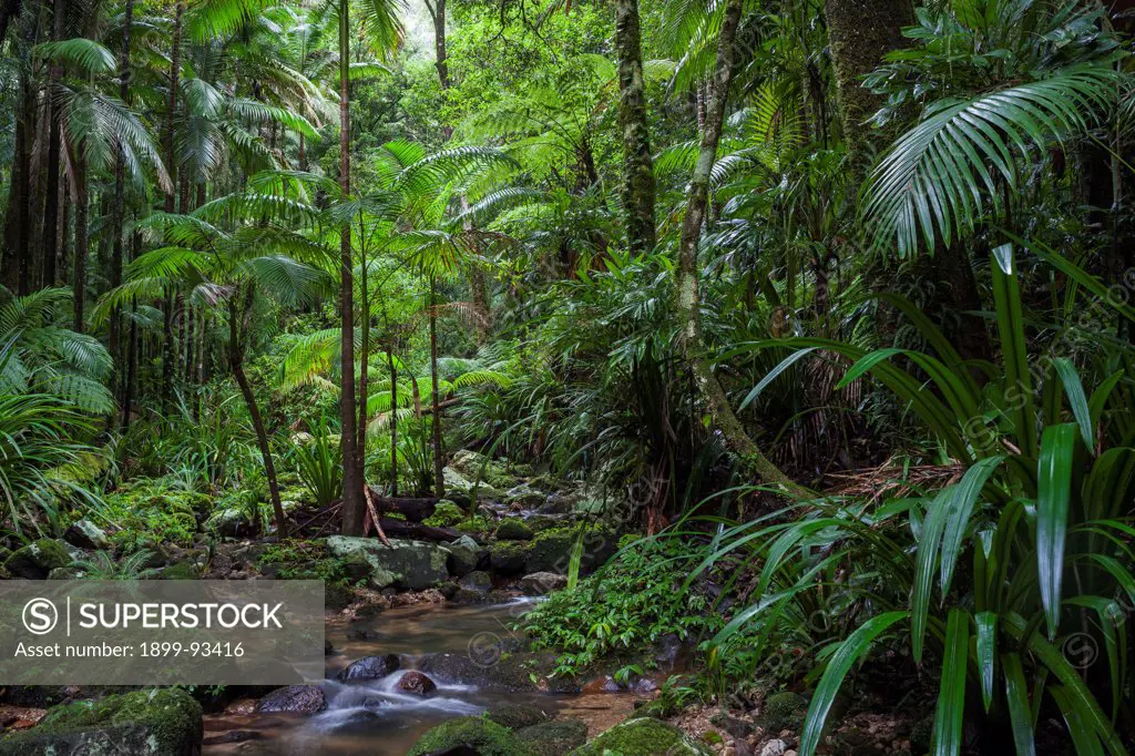 Subtropical rainforest along Bat Cave Creek, Nightcap National Park, New South Wales, Australia,7/11/2012