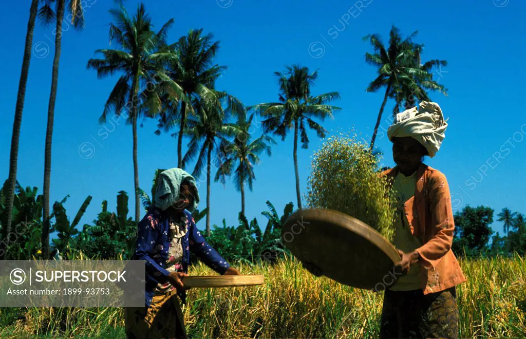Paddy farming, Indonesia,09/08/1999