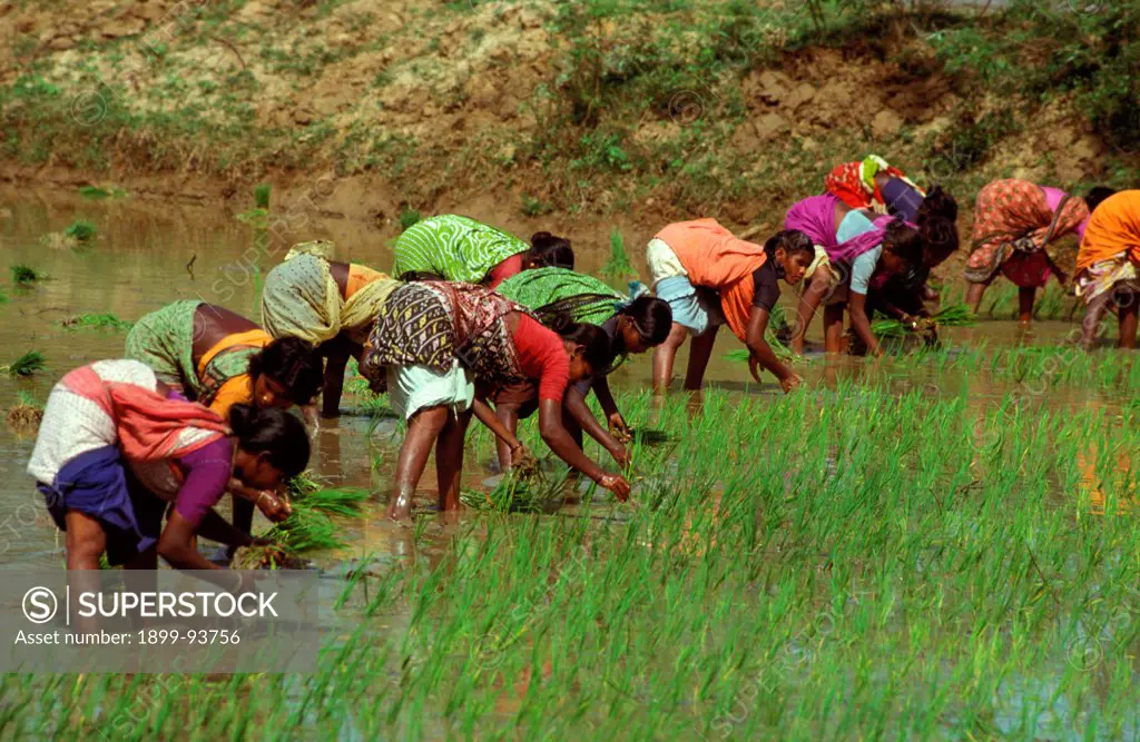 Women replanting rice in Tamil Nadu, India,04/10/1998