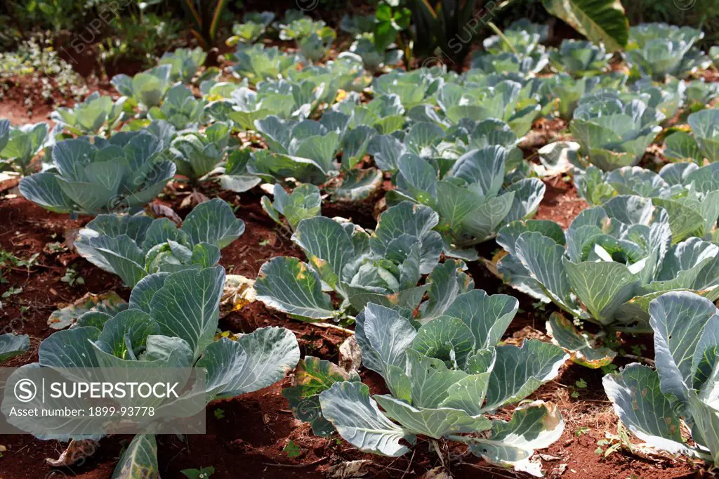 Cabbage in Margaret Nderitu's vegetable garden. She has been a client of KWFT microcredit since 2005, Kenya,01/16/2012