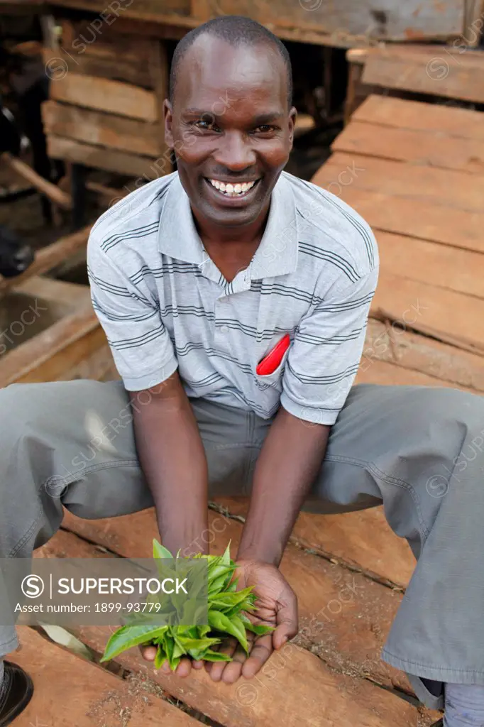 David Mucangi Mbogoh (showing tea leaves) runs a farm financed by a loan from BIMAS microcredit. He has been a client since 2002 and is currently servicing a loan of 1 million Kenyan shillings, Kenya,01/18/2012