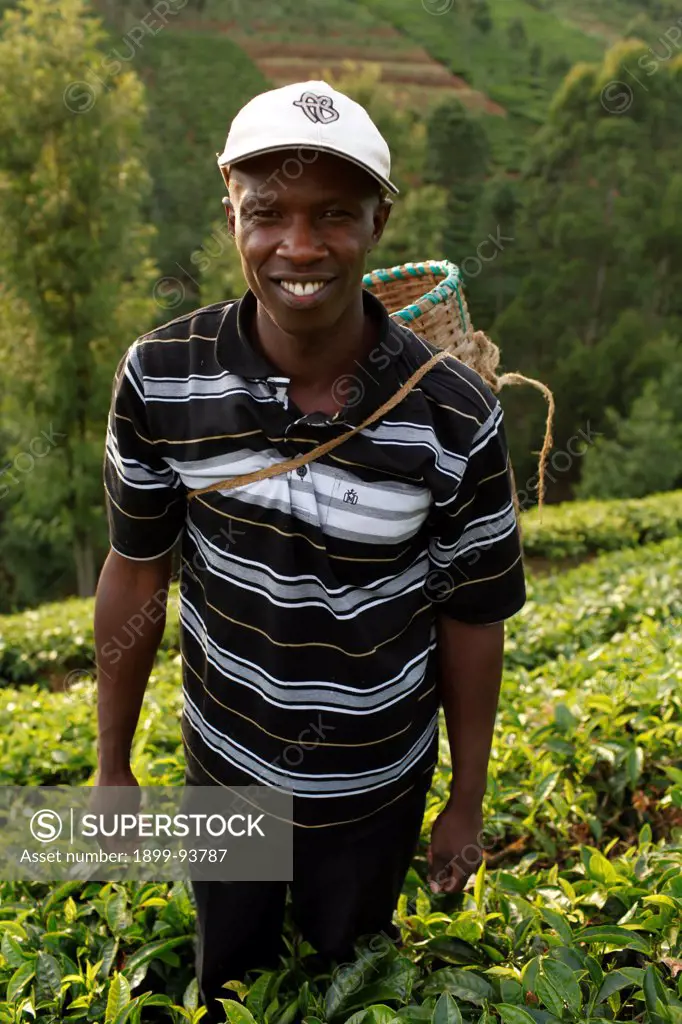 Farmer Lincoln Kimanthi Mugo (picking tea) is servicing a 80,000 KS loan from BIMAS microcredit, Kenya,01/18/2012