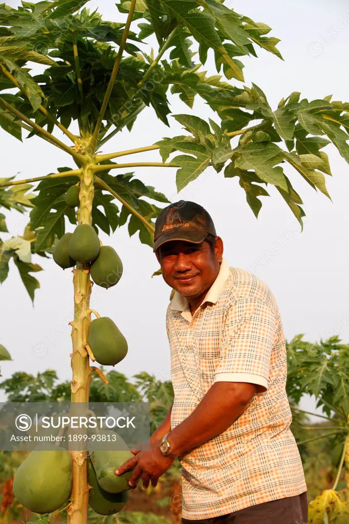 Thach Sambo runs a papaya plantation financed by a loan from TPC microfinance, Cambodia,02/11/2011