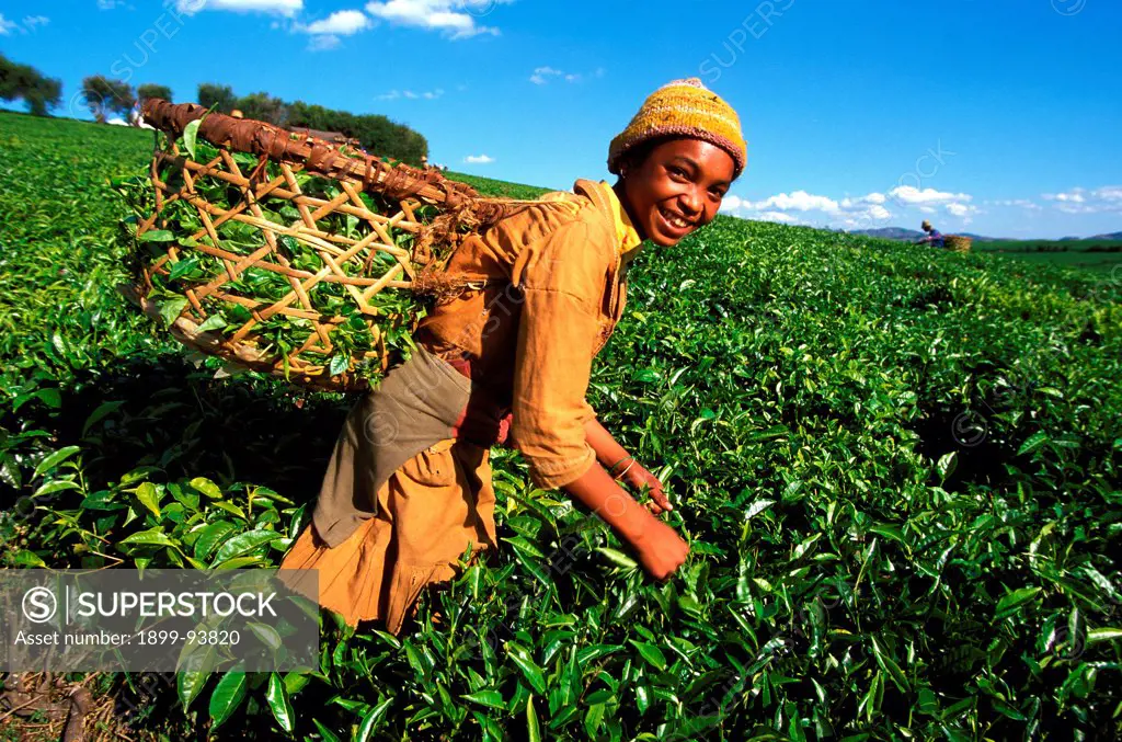 Tea harvest on Sahambavy estate near Fianarantsoa, Madagascar,08/17/2006
