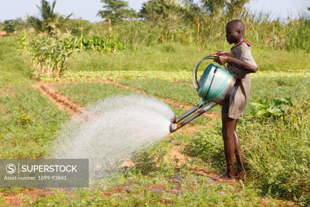 Young farmer watering crops, Togo,06/08/2009