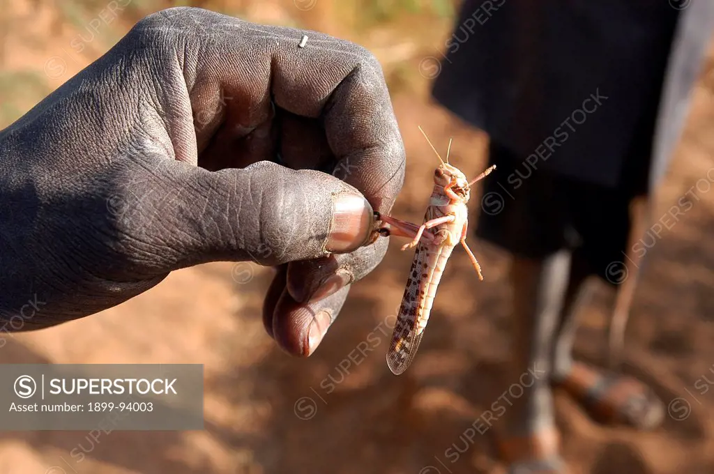 Crop destructing locust, Mauritania.,11/05/2004