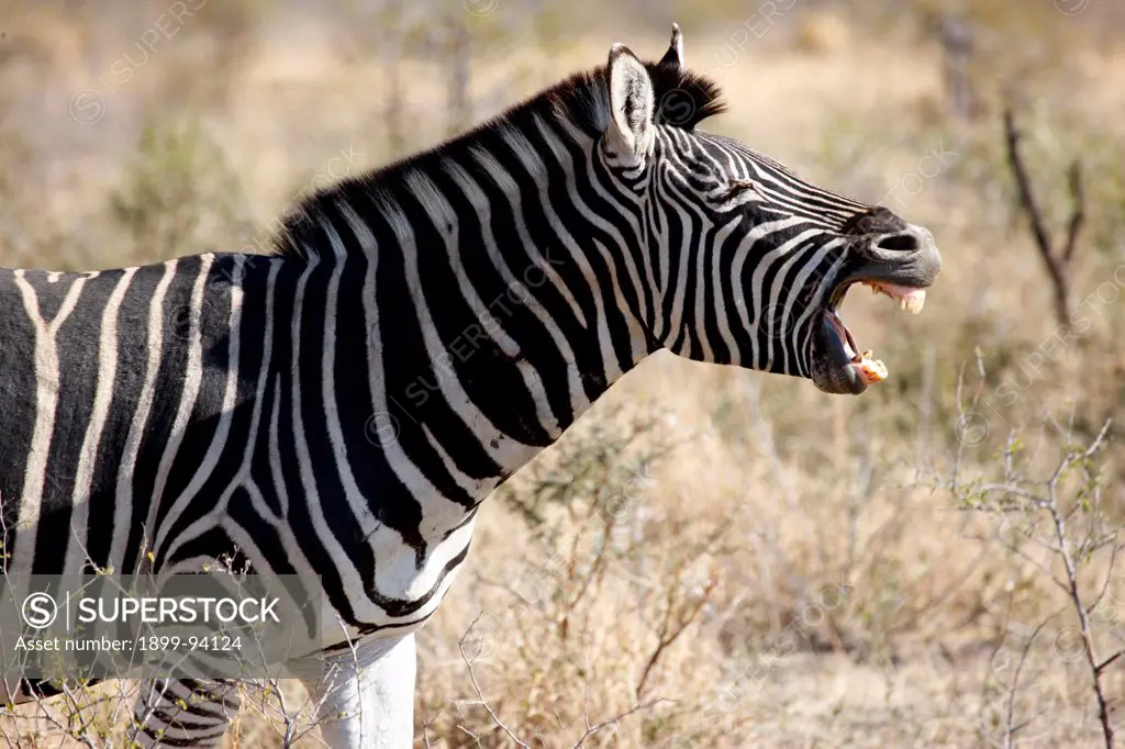 Madikwe game reserve, Safari,  Zebra, South Africa.,07/21/2010