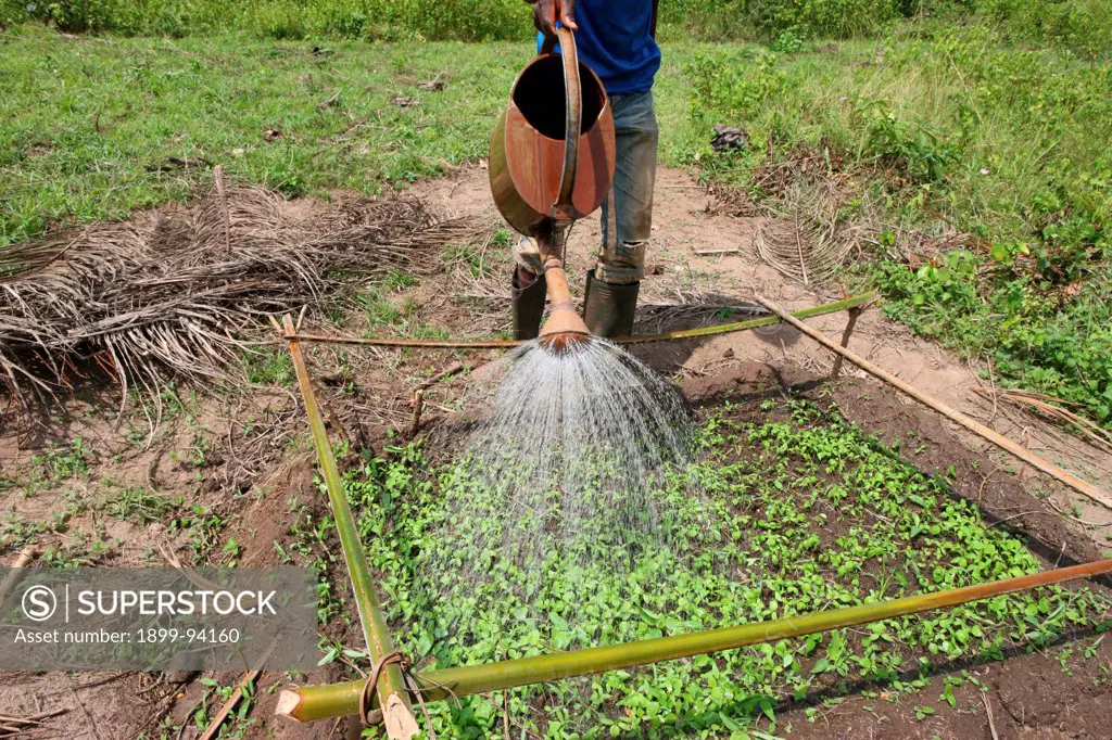 Man watering plants, Tori, Benin.,10/21/2011