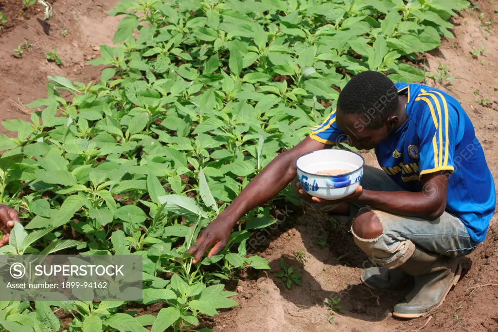 Man tending a vegetable garden, Tori, Benin.,10/21/2011