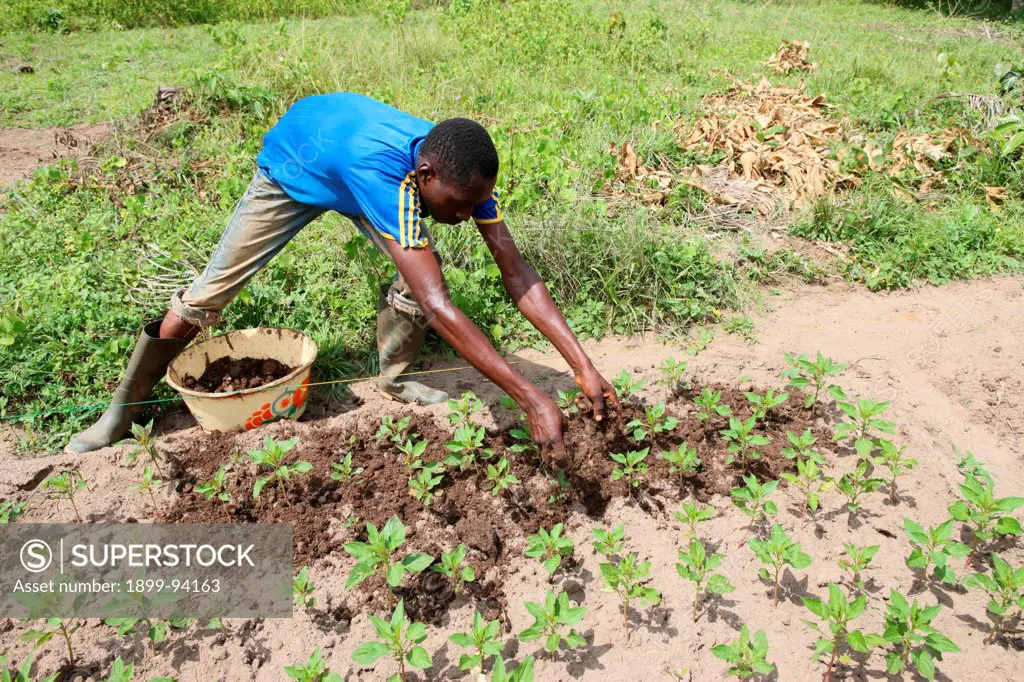 Man tending a vegetable garden, Tori, Benin.,10/21/2011