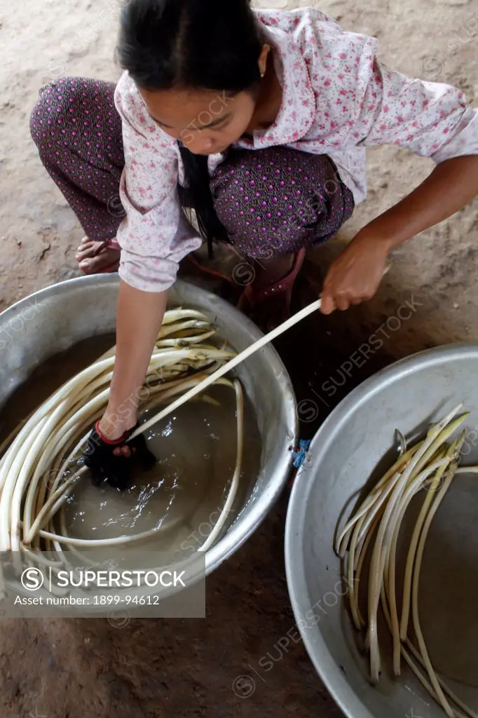 Young woman washing lotus flower stems, Koh Dach, Cambodia.,02/17/2011
