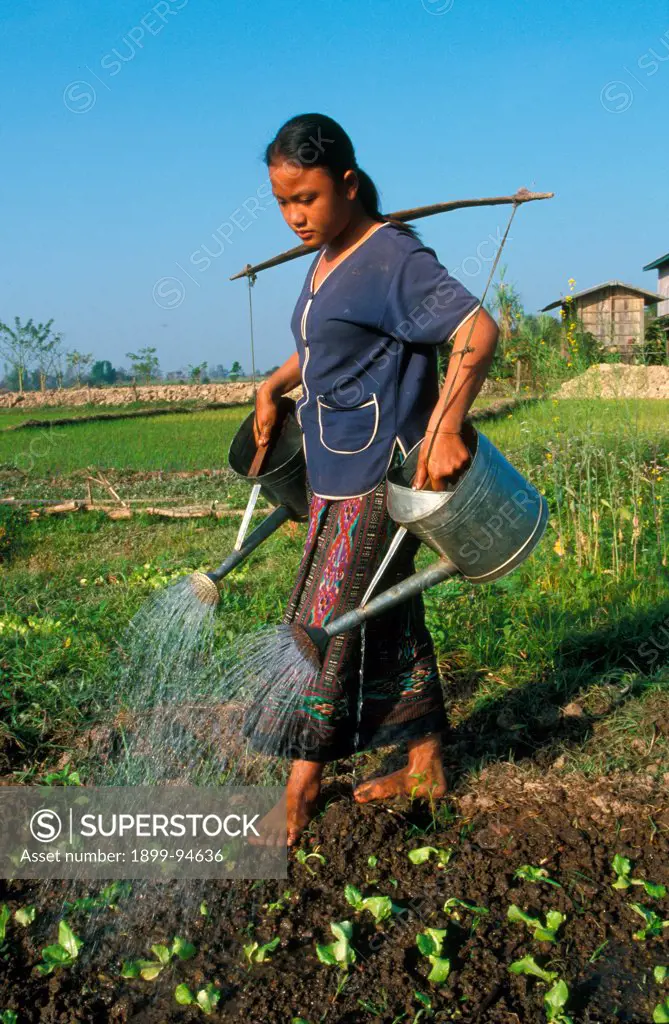 Farming, Vientiane, Laos.,09/08/2001