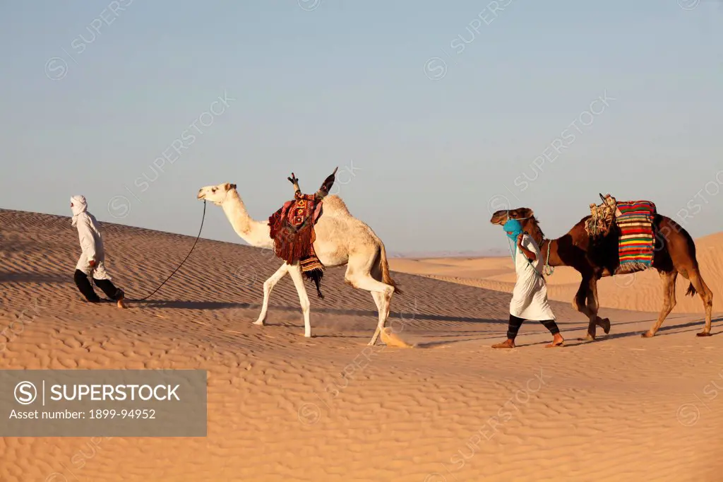 Camel drivers in the Sahara desert, Douz, Tunisia.,10/14/2011