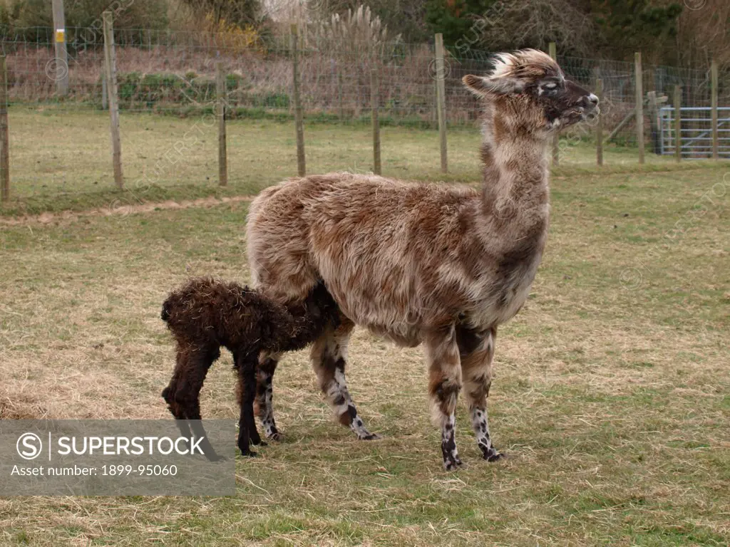 A Llama cria (baby) feeding from it's mother, UK.  11/04/2013