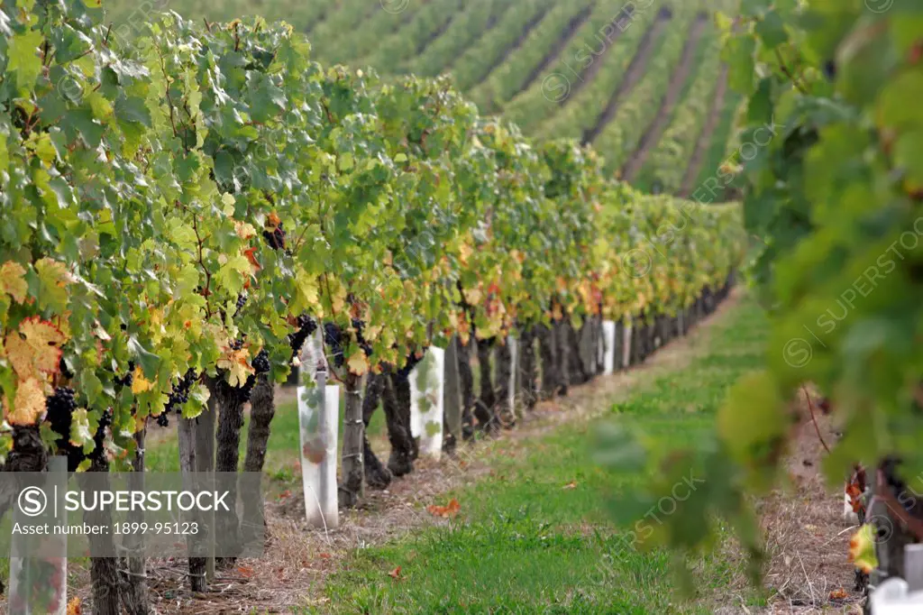 Ripe wine grapes in vineyard Bordeaux vineyard town St Emilion Aquitaine France.  12/17/2009