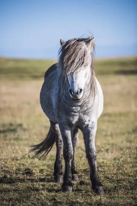 Portrait of an Icelandic horse, aka Icelandic Pony, in the Icelandic landscape, Iceland, Europe