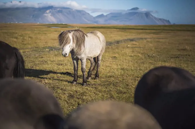 Portrait of an Icelandic horse, aka Icelandic Pony, in the Icelandic Mountain landscape, Iceland, Europe