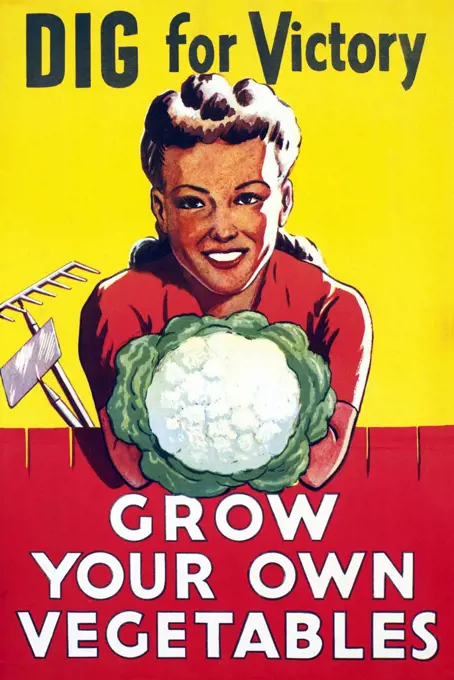 One of the most memorable campaigns during World War Two, was the 'Dig for Victory' campaign. Any piece of land that could be turned over to the use of growing fruit and vegetables was made use of. Even those who hadnt considered their fingers to be green before the war, picked up their spades and gave veggie gardening a go. Everyone was offered help and guidance from the Ministry of Agriculture, to get growing.