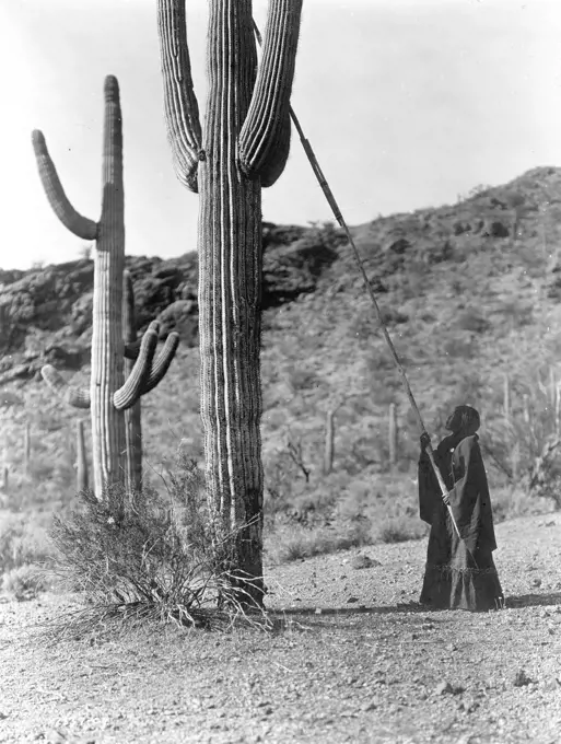 Edward S. Curtis Native American Indians - Woman using long pole to harvest cactus fruit, Arizona ca. 1907. 