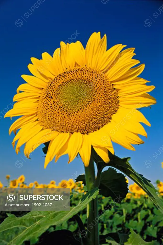 Canada Manitoba Sainte Anne sunflower